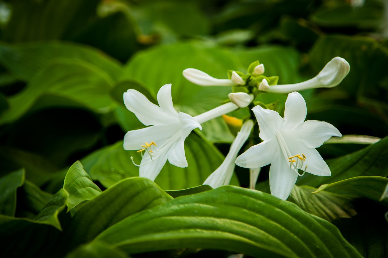 Funkia Hosta VENUS TwojeSady