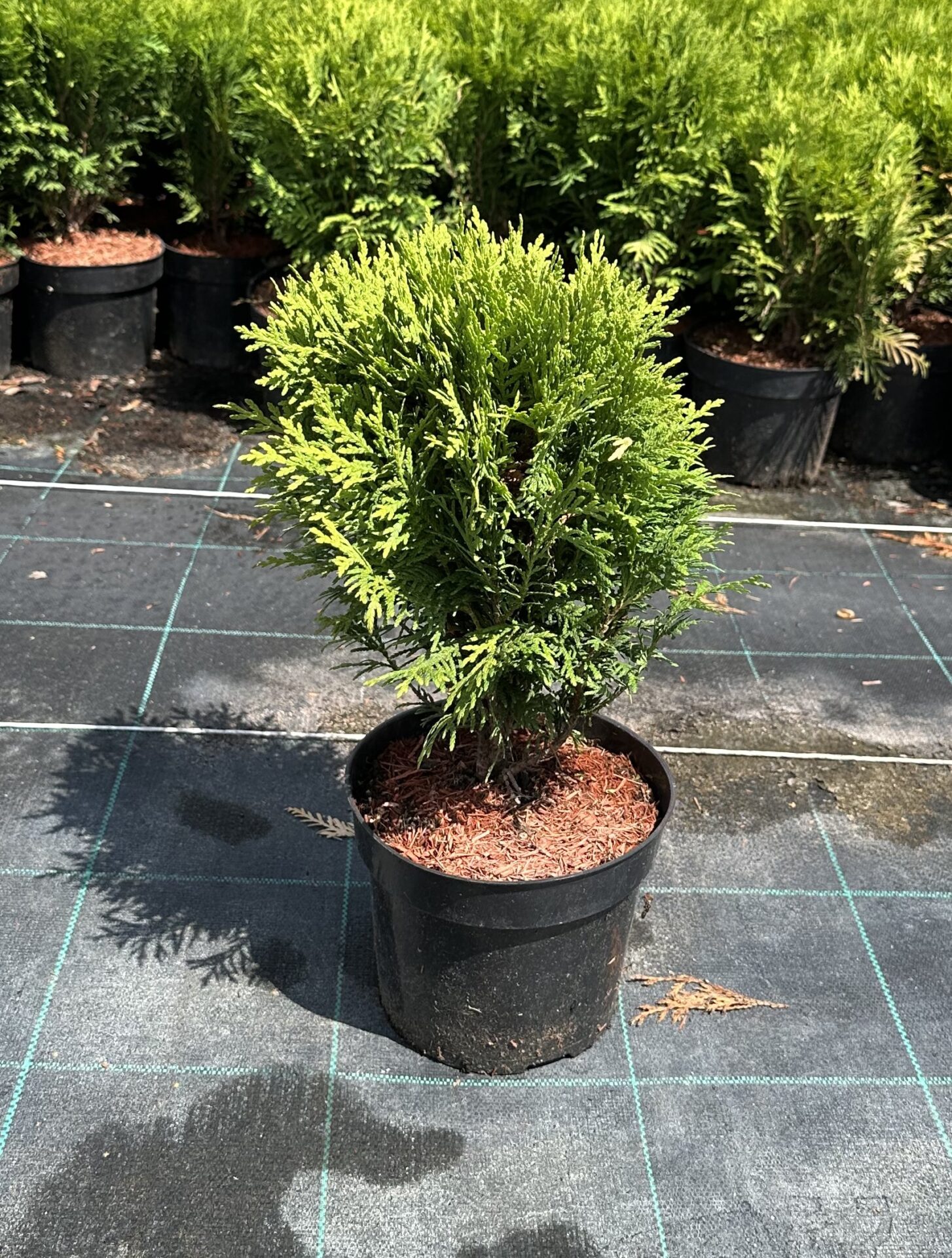 Tuja thuja DANICA - obrazek 5