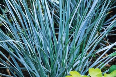 Wydmuchrzyca piaskowa BLUE DUNE