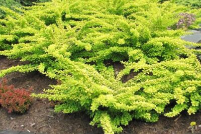 Berberys THUNBERGA GOLDEN CARPET