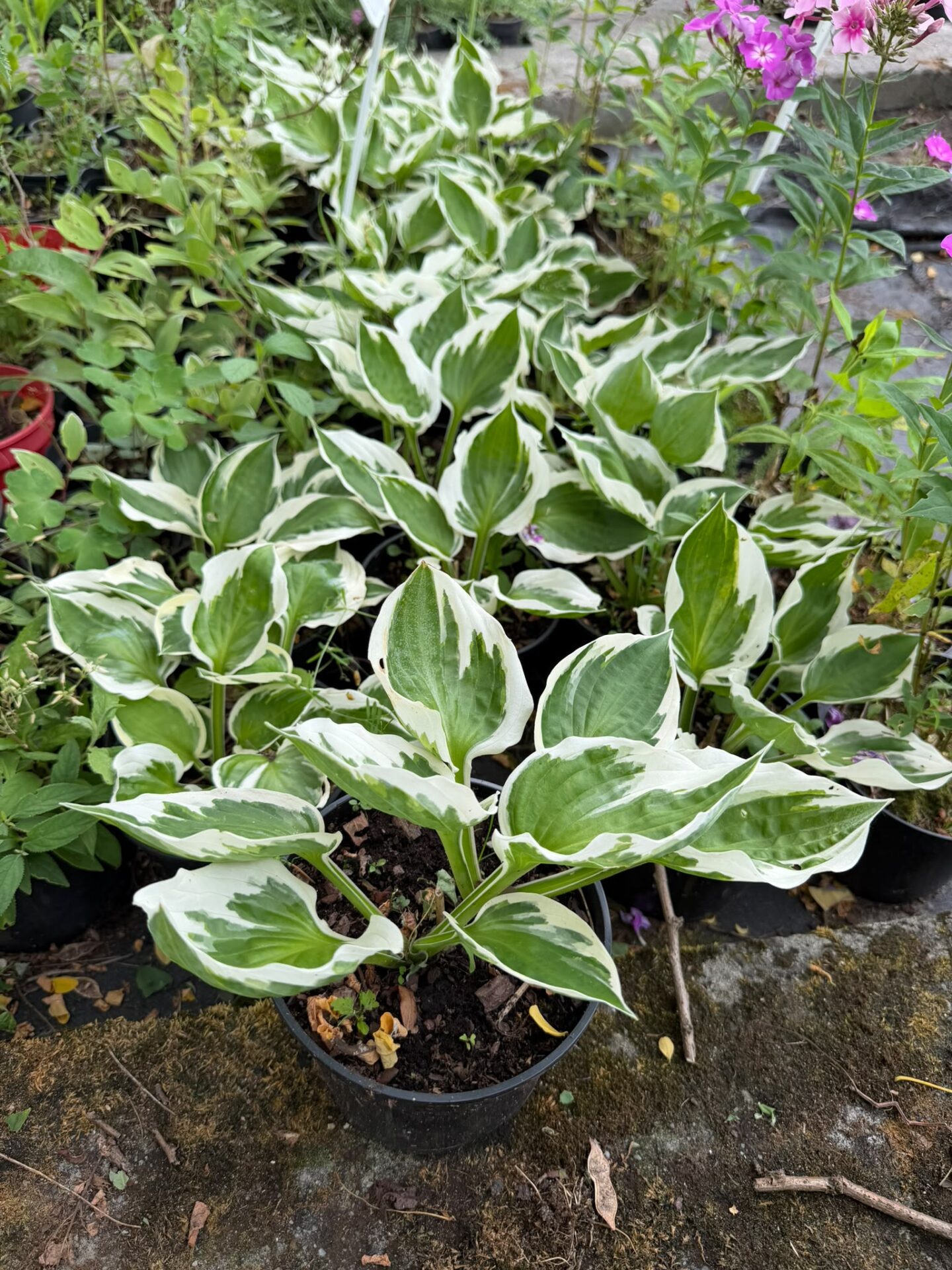 Funkia Hosta PATRIOT - obrazek 9