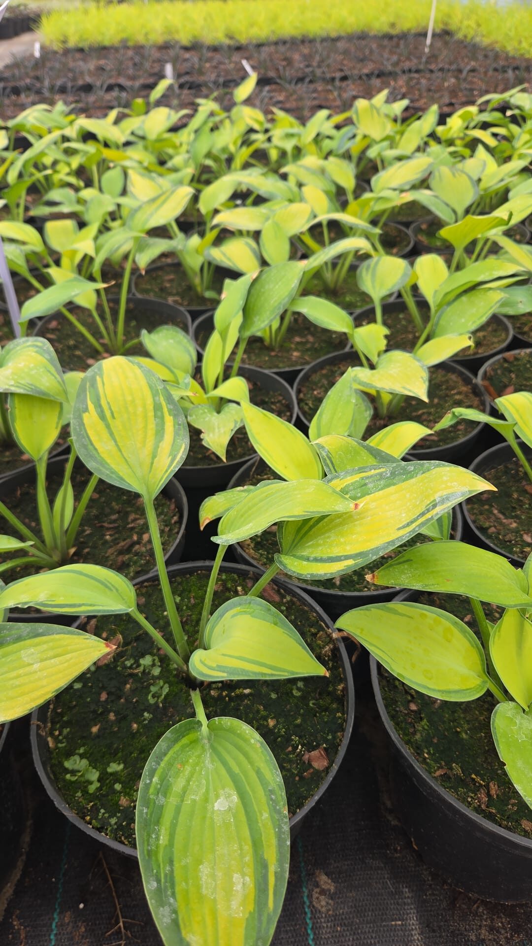 Funkia Hosta JUNE - obrazek 5