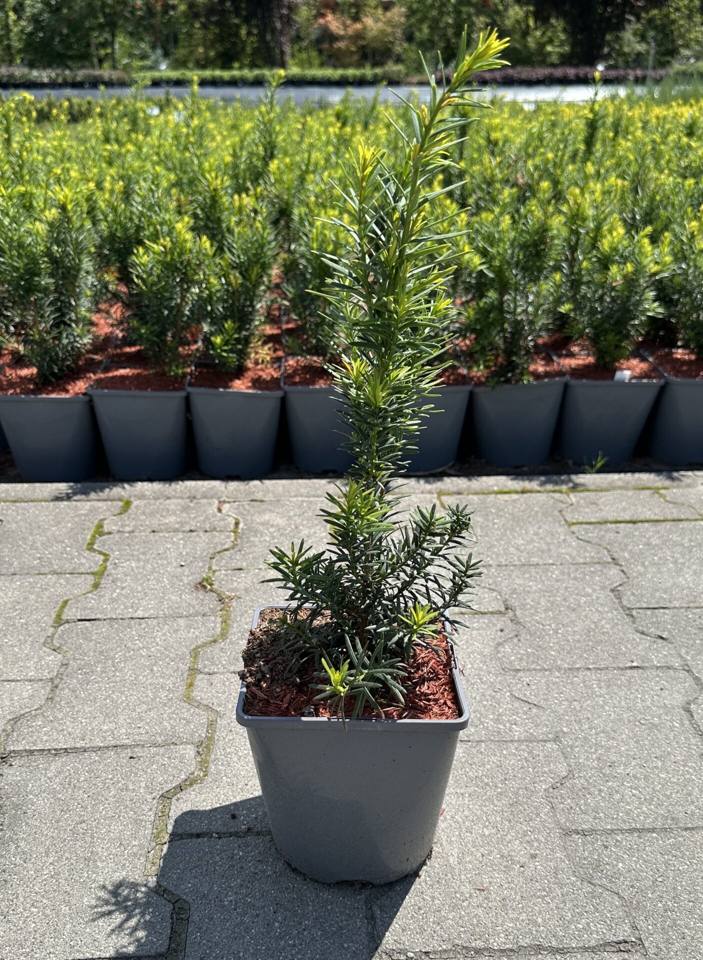 Cis pośredni HICKSII 30cm - obrazek 6