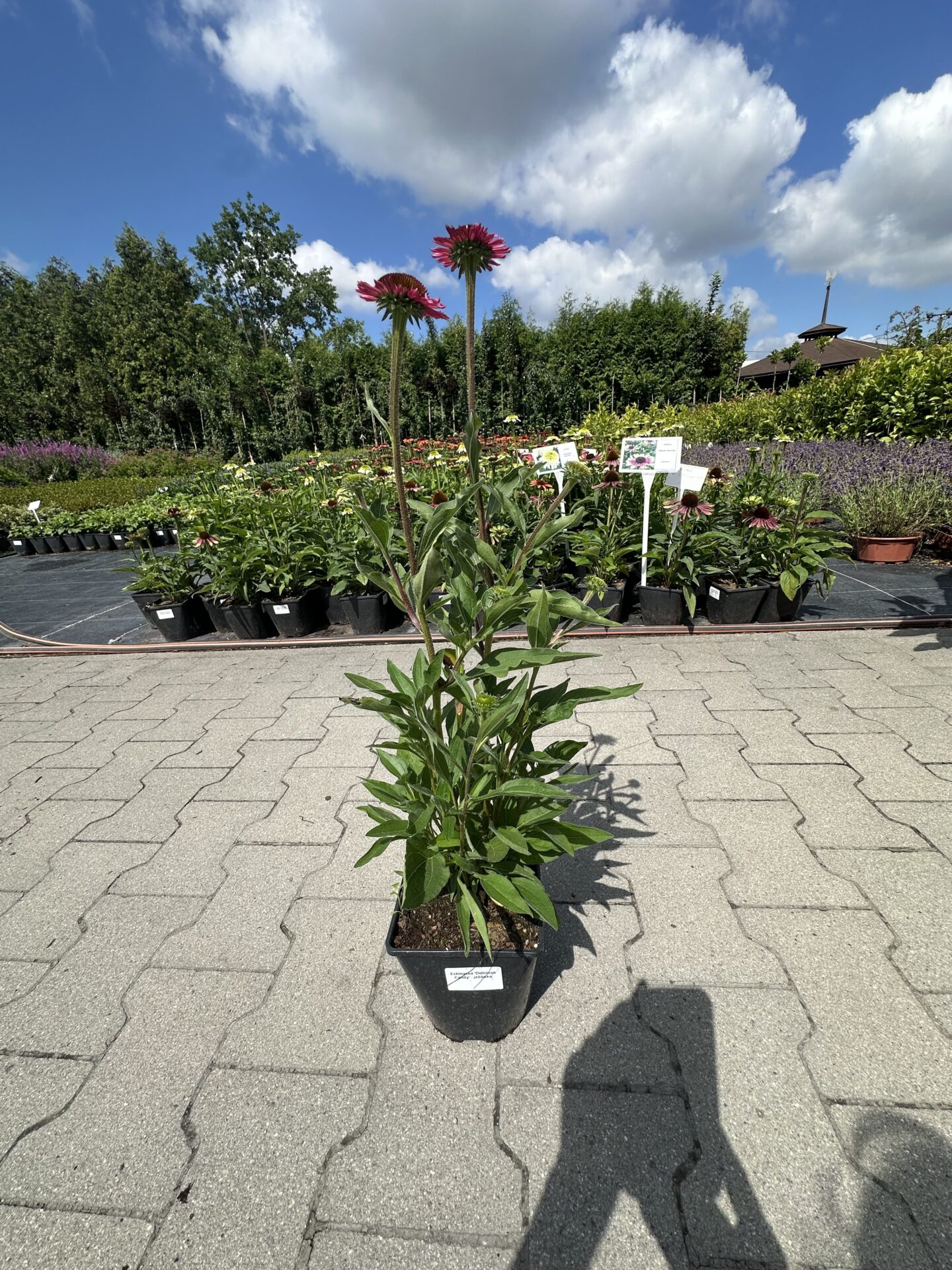 Echinacea jeżówka DELICIOUS CANDY - obrazek 4