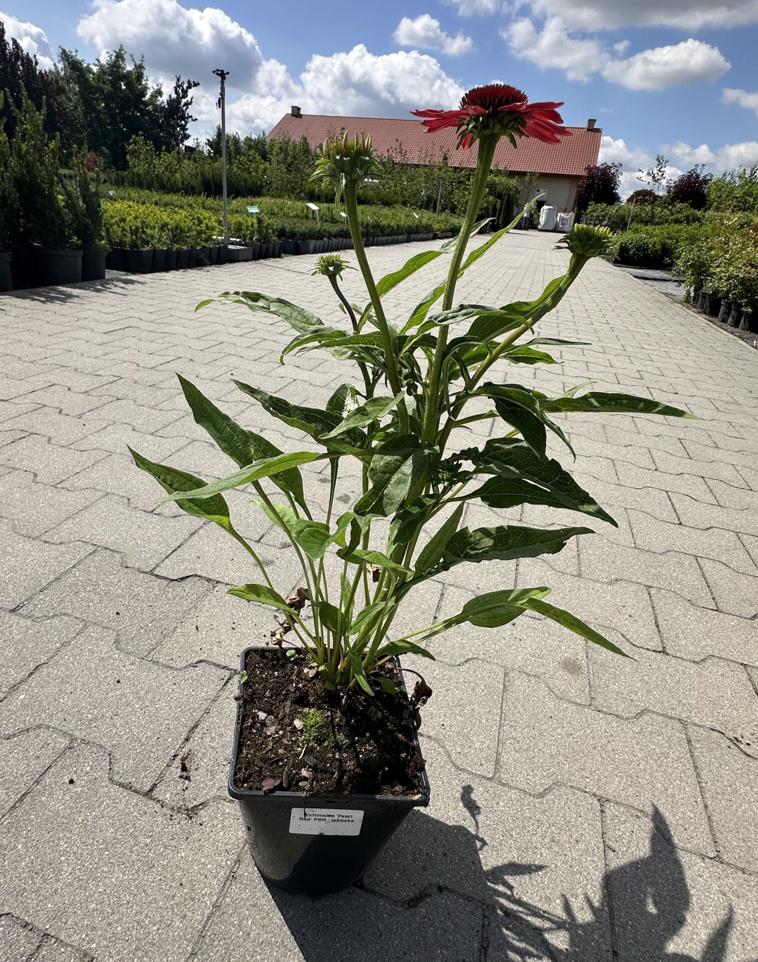 Echinacea jeżówka RED PEARL - obrazek 2