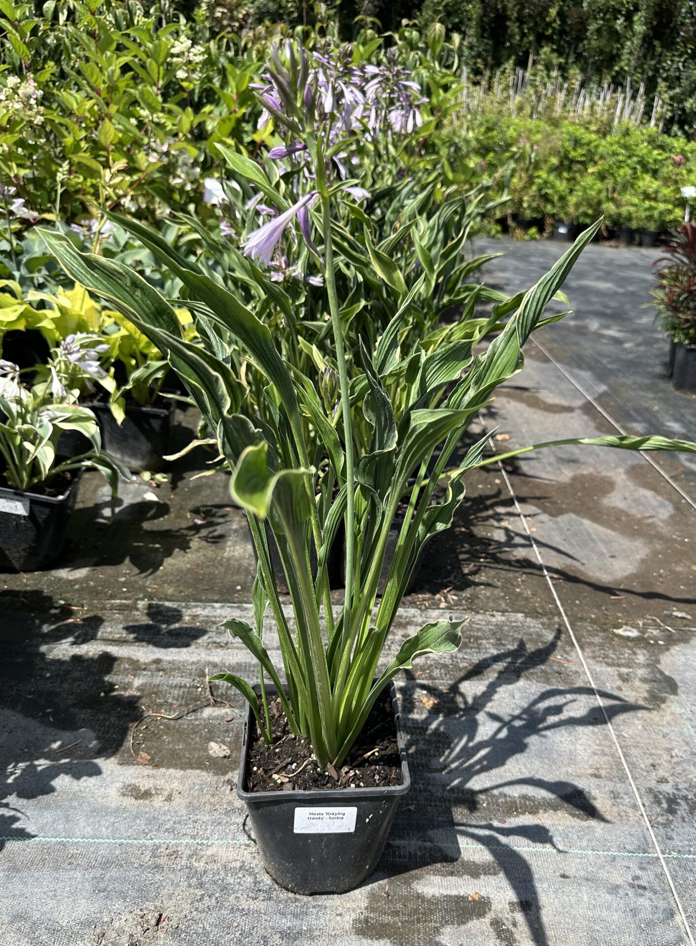 FUNKIA HOSTA PRAYING HANDS - obrazek 6