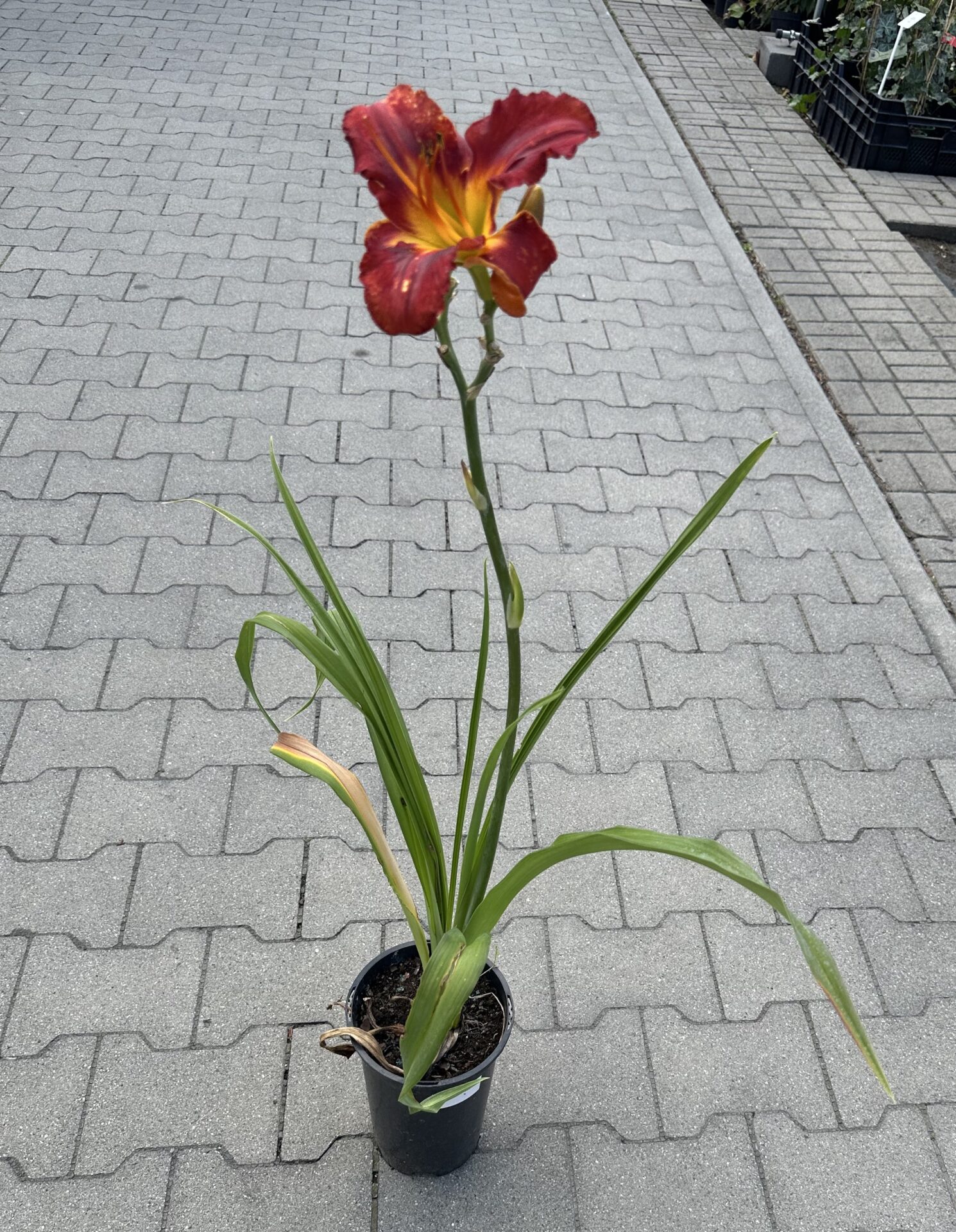 Liliowiec AMADEUS - obrazek 4