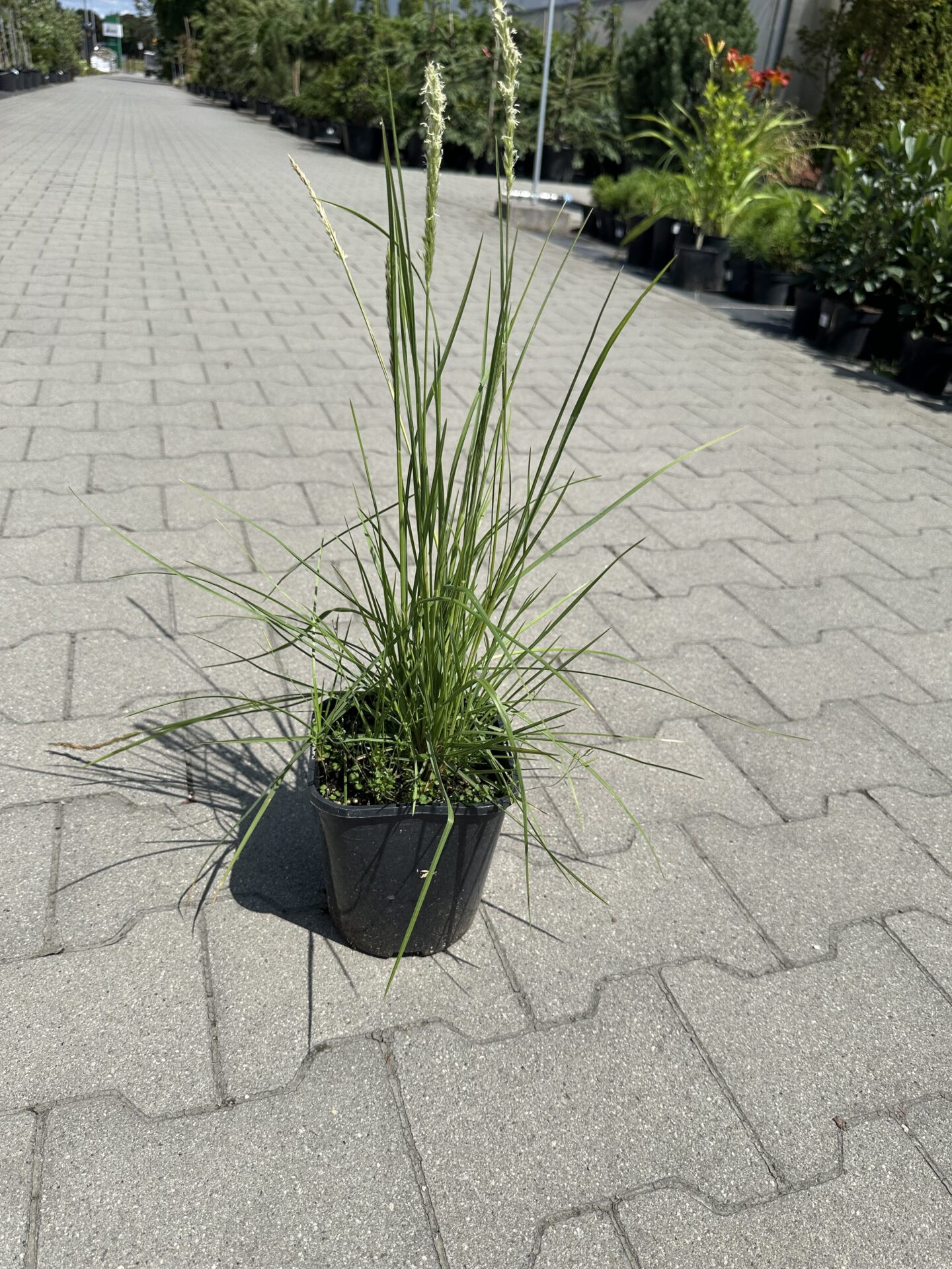 SESLERIA JESIENNA - obrazek 3