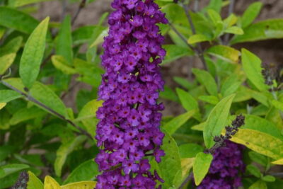 Budleja LITTLE NUGGET