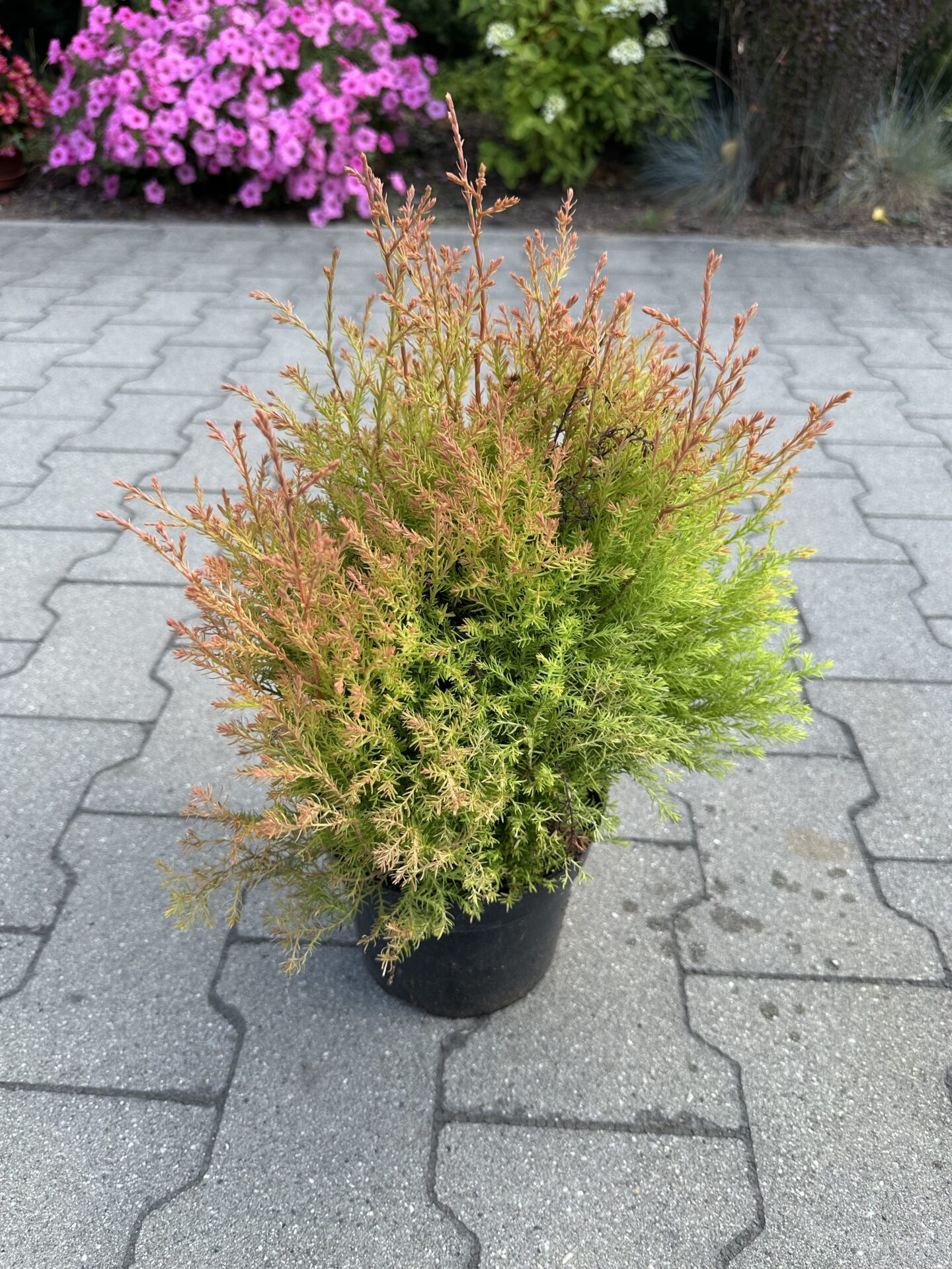 TUJA THUJA FIRE CHIEF - obrazek 2