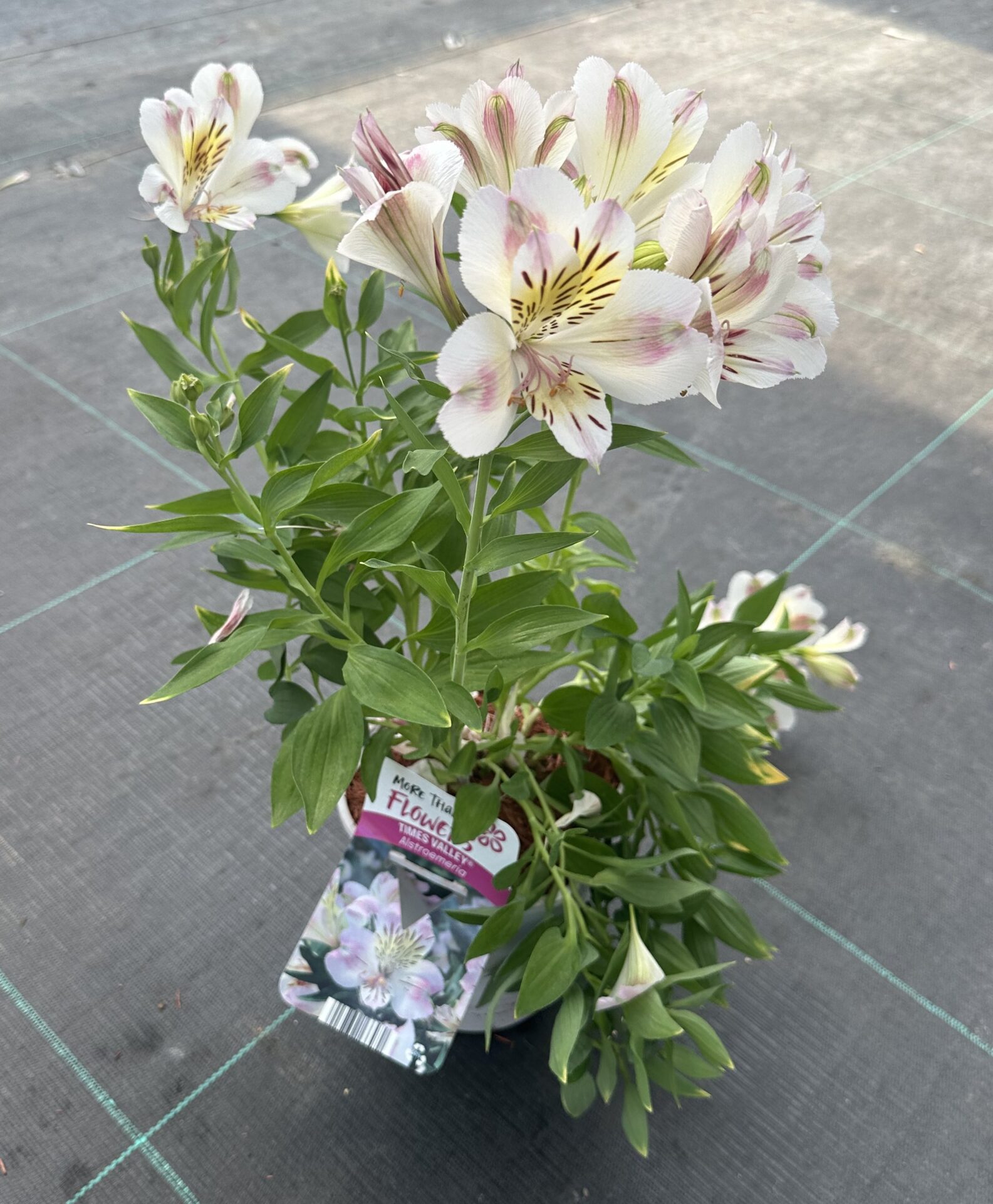 ALSTROEMERIA OGRODOWA TIMES VALLEY - obrazek 4