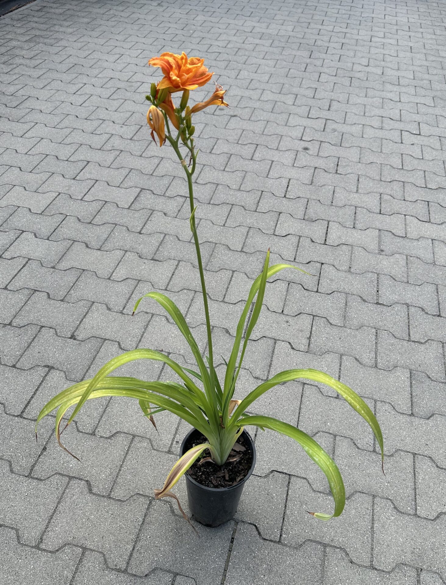 Liliowiec BANDOLERO - obrazek 4