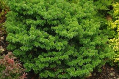 Jodła koreańska CIS sczepiona NA PNIU