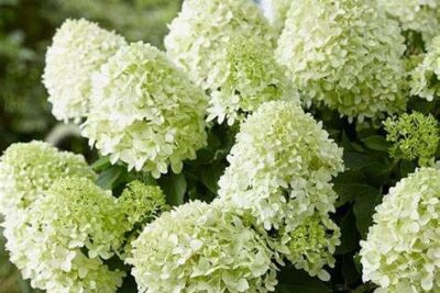 Hortensja bukietowa LITTLE ALF