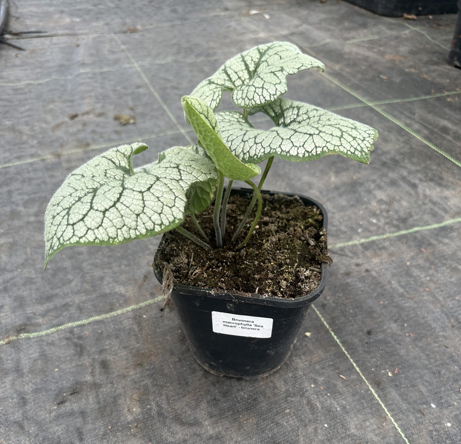 Brunnera wielkolistna SEA HEART - obrazek 7