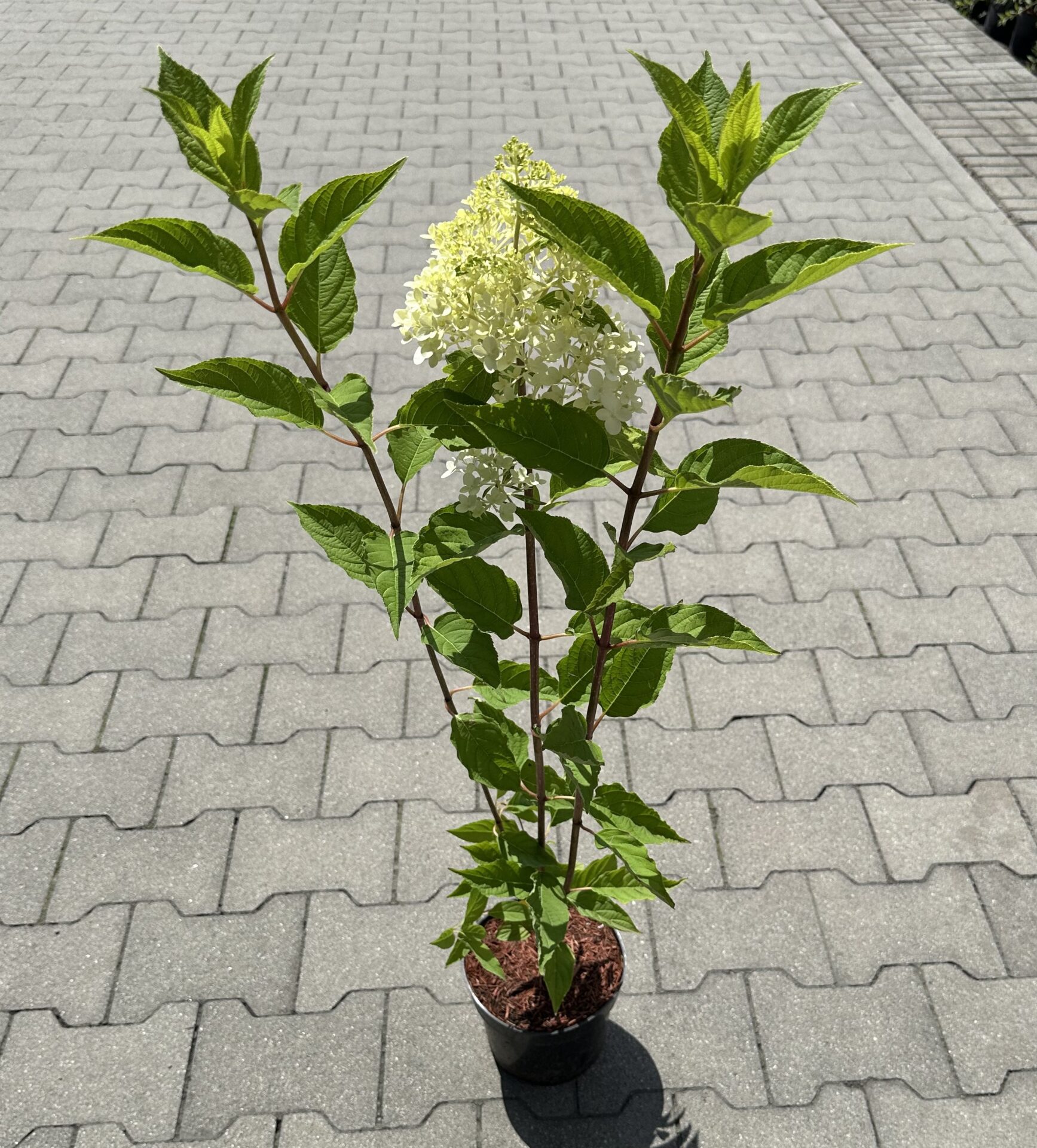Hortensja bukietowa LIVING PINK & ROSE - obrazek 4