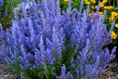 Perowskia LACEY BLUE