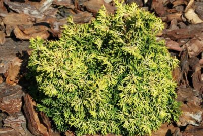 Cyprysik tępołuskowy BRIAN