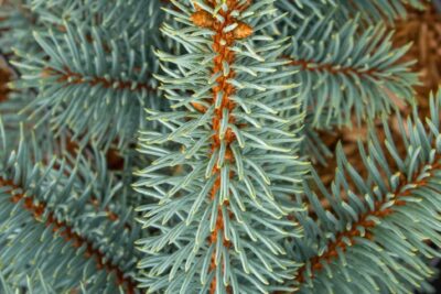 Świerk kłujący KOSTER