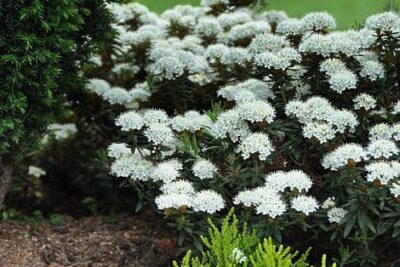 Bagno grenlandzkie HELMA