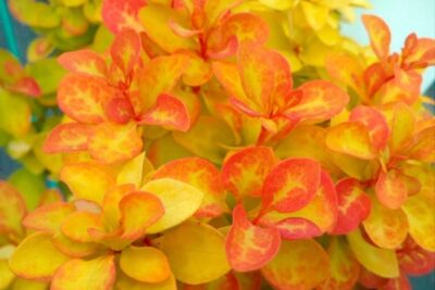 Berberys Thunberga SUMMER SUNSET