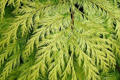 Cyprysik Lawsona GOLDEN WONDER