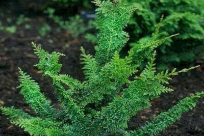 Cyprysik tępołuskowy TEDDY BEAR