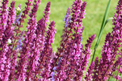 Szałwia OSTFRIESLAND fioletowa CUDOWNIE KWITNIE
