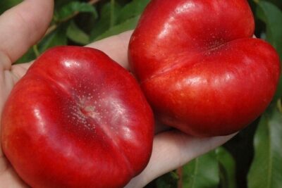 FLATERYNA nektaryna PŁASKOOWOCOWA pyszne OWOCE