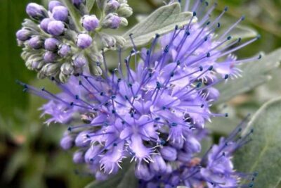 Barbula Kladońska STERLING SILVER