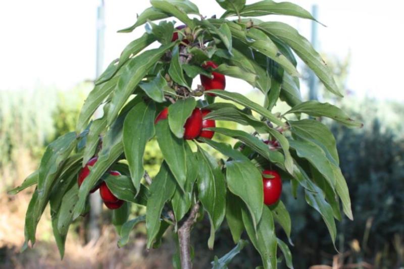 DEREŃ jadalny PANCHAREVO - obrazek 3