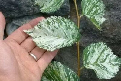 Wiąz polny VARIEGATA