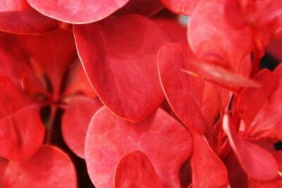 Berberys Thunberga FLORENCE