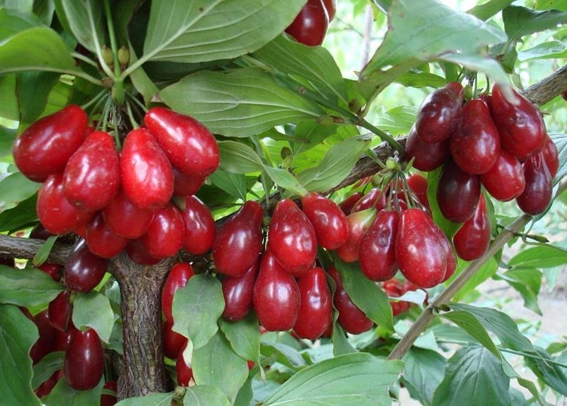 DEREŃ jadalny PANCHAREVO - obrazek 4