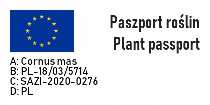 DEREŃ jadalny PANCHAREVO - obrazek 6