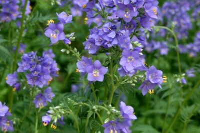 Wielosił błękitny BAMBINO BLUE