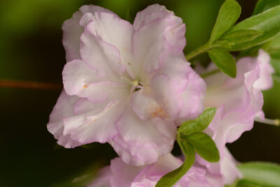 Azalia japońska PEGGY ANN