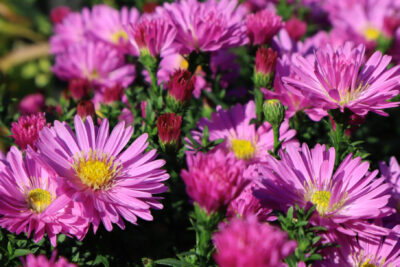 Aster nowobelgijski DEEP ROSE