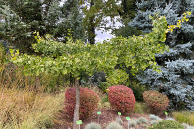 Miłorząb dwuklapowy HORIZONTALIS na pniu