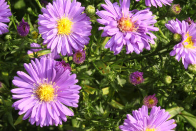 Aster nowobelgijski BELIVER PURPLE śliczne KWIATY