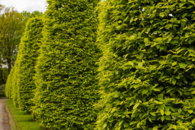 Grab pospolity MONUMENTALIS szczepiony na pniu