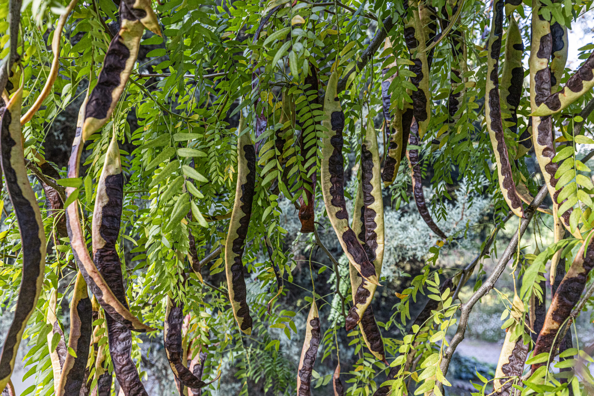 Glediczja CHIŃSKA - obrazek 2