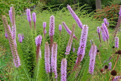 Liatra kłosowa FLOTISTAN VIOLET