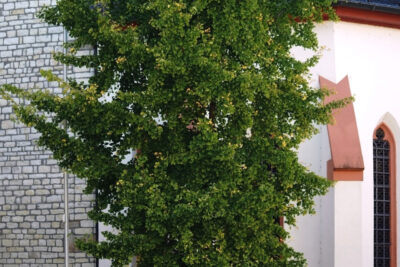 Miłorząb japoński FASTIGIATA