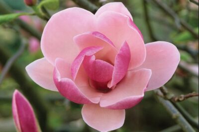 Magnolia SATISFACTION