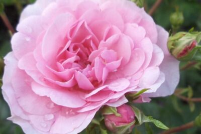 Róża wielokwiatowa Bonica 82