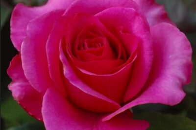 Róża wielkokwiatowa VENROSA