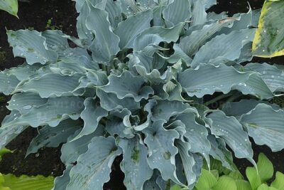 Funkia Hosta WATERSLIDE