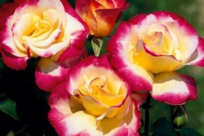 Róża wielkokwiatowa DOUBLE DELIGHT