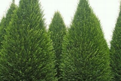 Grab pospolity LUCAS